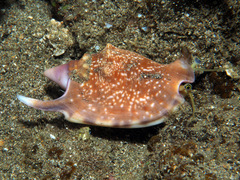 Euprotomus bulla