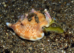 Euprotomus bulla