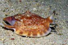 Euprotomus bulla