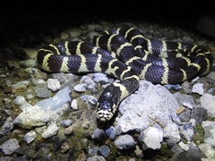 Lampropeltis californiae