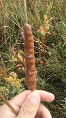 Typha domingensis