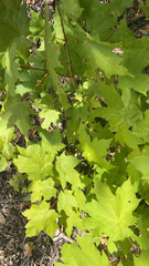 Acer
