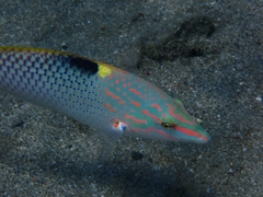 Halichoeres hortulanus