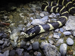 Lampropeltis californiae