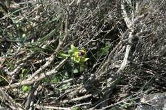 Ophrys sicula