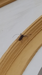 Acrocinus longimanus