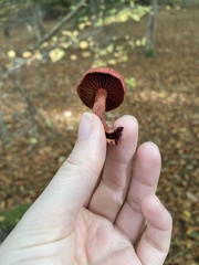 Dermocybe