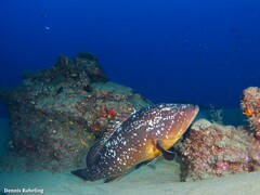 Epinephelus marginatus
