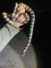 Lampropeltis californiae