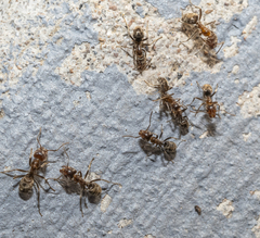 Liometopum apiculatum