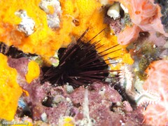 Centrostephanus longispinus