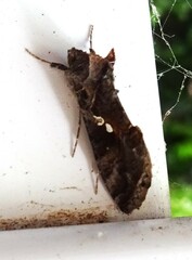 Chrysodeixis includens