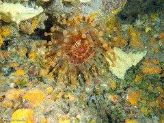 Telmatactis cricoides