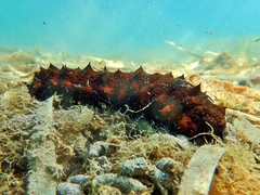 Holothuria poli