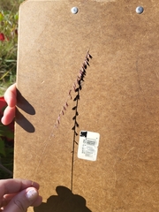 Bouteloua curtipendula