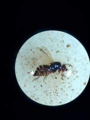Sphaeroceridae