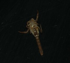 Paravaejovis spinigerus