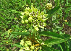 Asclepias viridis