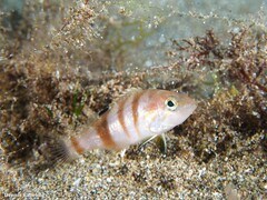 Serranus hepatus