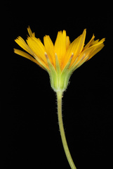 Krigia dandelion