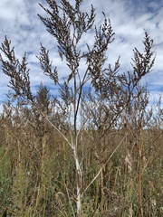 Cyclachaena xanthiifolia