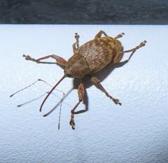 Curculio