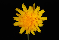 Krigia dandelion