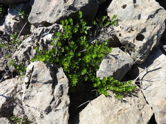 Rubia tenuifolia