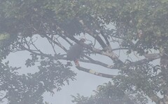 Buteogallus schistaceus