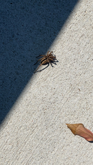 Plexippus paykulli