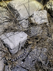 Lampropeltis californiae