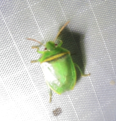 Piezodorus guildinii