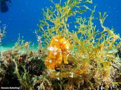 Hippocampus hippocampus