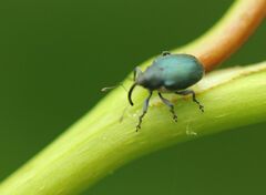 Ceutorhynchus barbareae