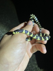 Lampropeltis californiae