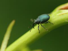 Ceutorhynchus barbareae