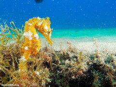 Hippocampus hippocampus