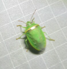 Piezodorus guildinii