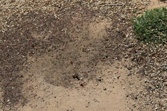 Pogonomyrmex californicus