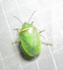 Piezodorus guildinii