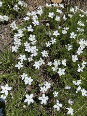 Phlox