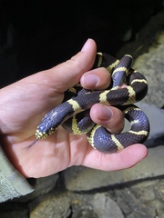 Lampropeltis californiae
