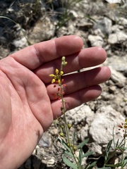 Galphimia angustifolia