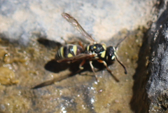 Eumeninae