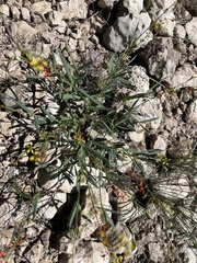 Galphimia angustifolia