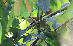 Ancistrops strigilatus