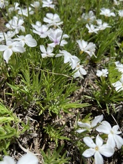 Phlox