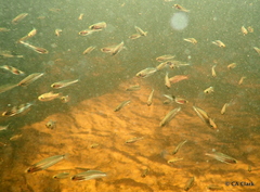 Rhadinocentrus ornatus