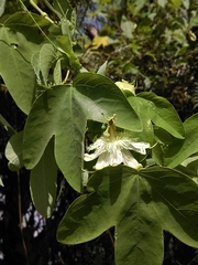 Passiflora subpeltata