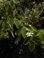 Passiflora subpeltata